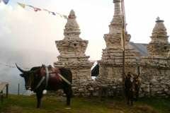 Mani with Zokyaks at sing gompa
